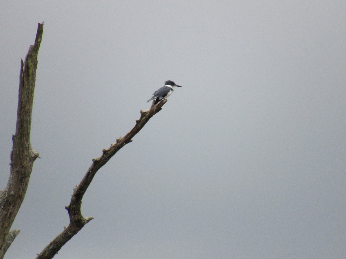 Belted Kingfisher - ML619318176