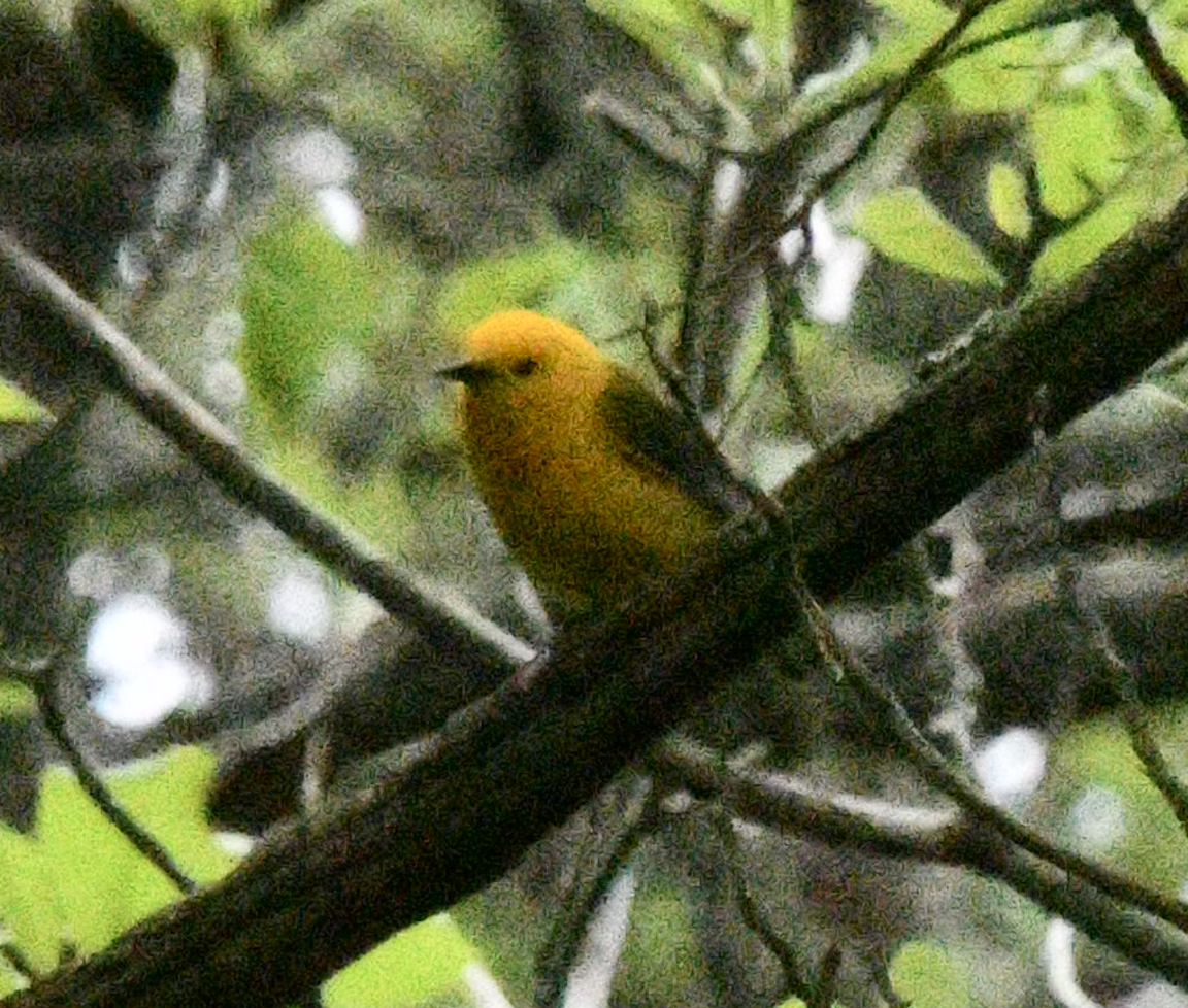 Prothonotary Warbler - ML619318187