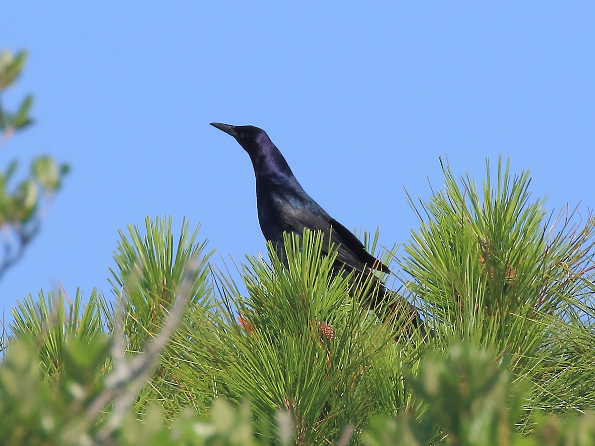 Boat-tailed Grackle - ML619318201