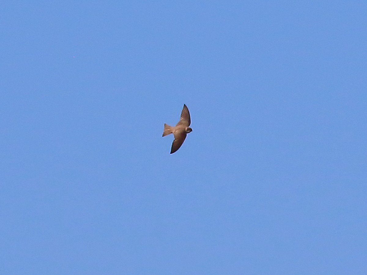 Northern Rough-winged Swallow - ML619318225