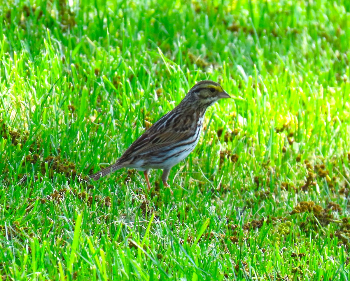 Savannah Sparrow - ML619318232