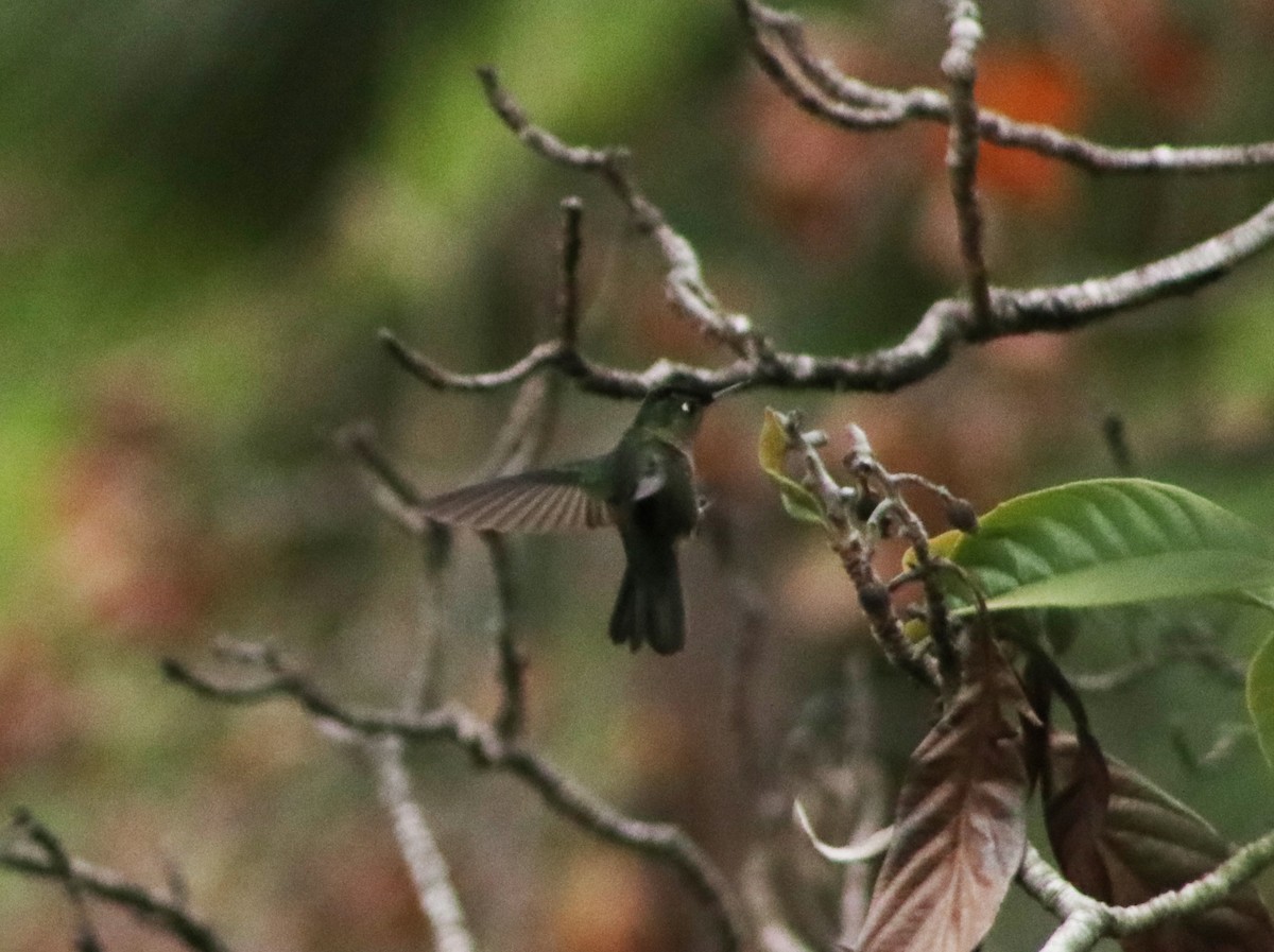 Green-backed Firecrown - ML619318235