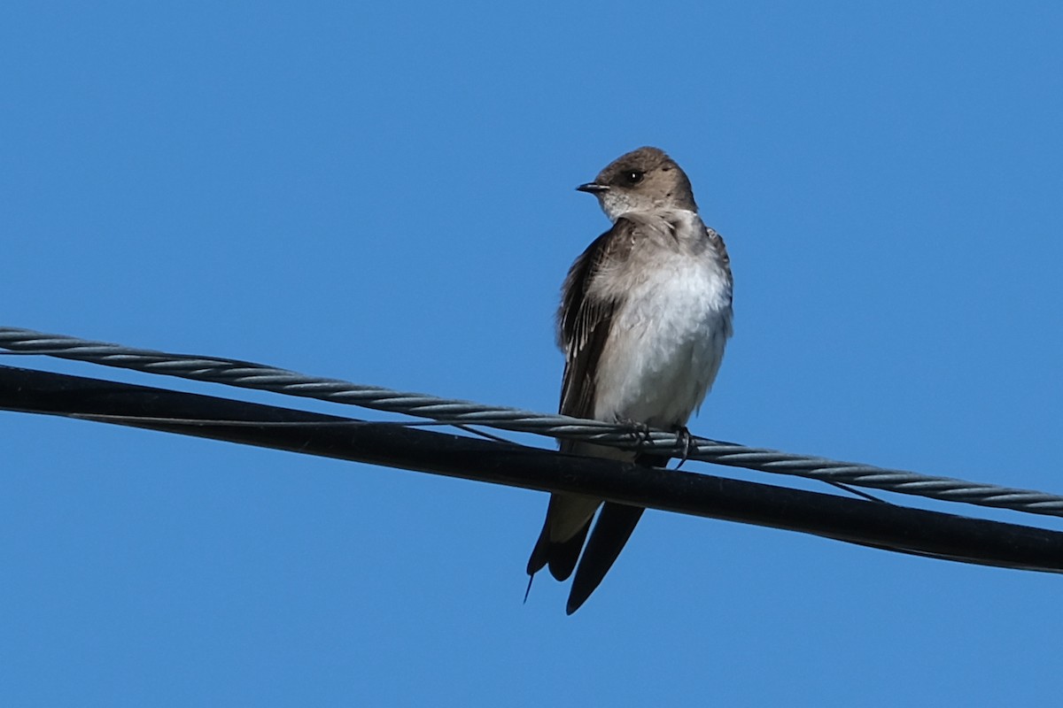 Northern Rough-winged Swallow - ML619318244