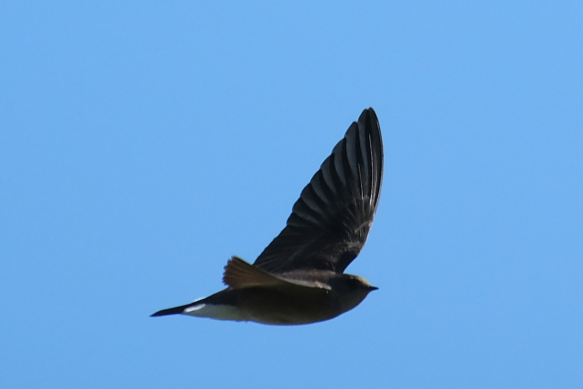 Northern Rough-winged Swallow - ML619318251