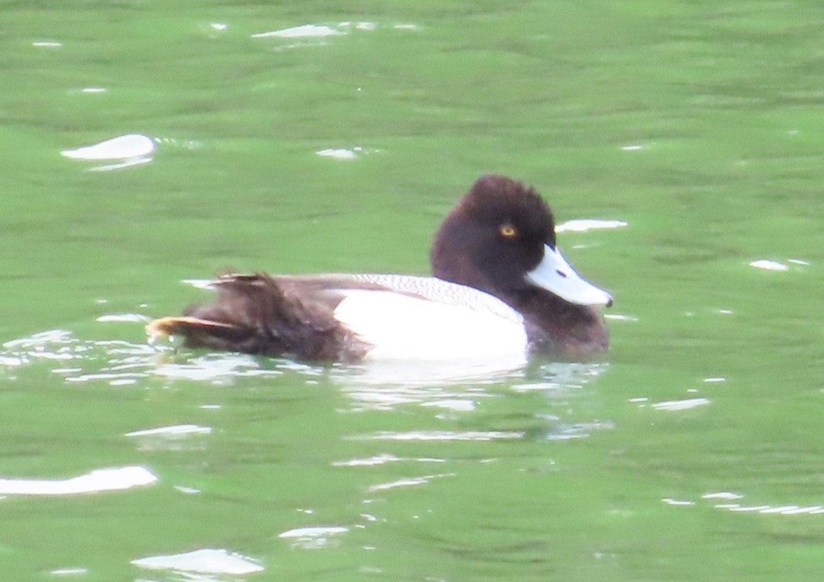 Greater/Lesser Scaup - ML619318277