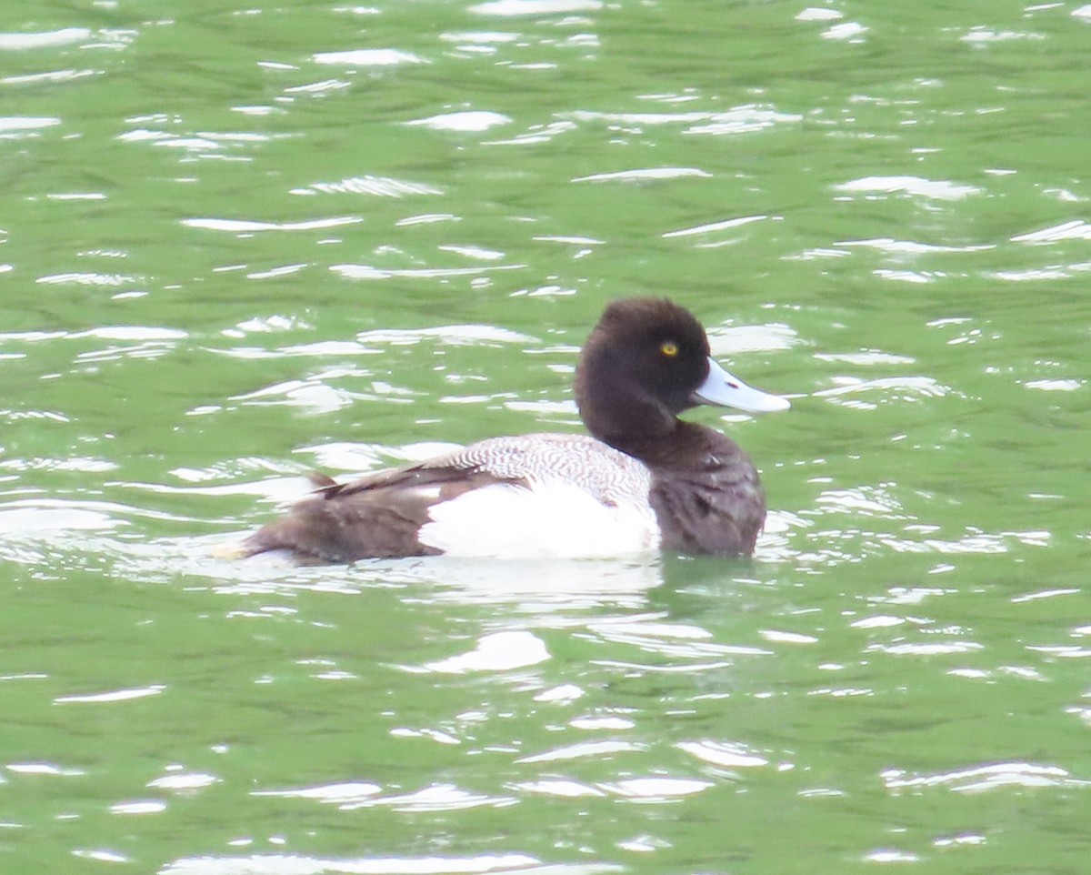 Greater/Lesser Scaup - ML619318278