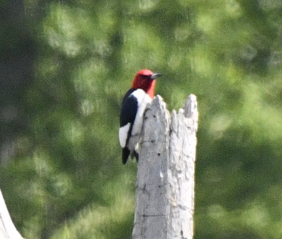 Red-headed Woodpecker - ML619318287