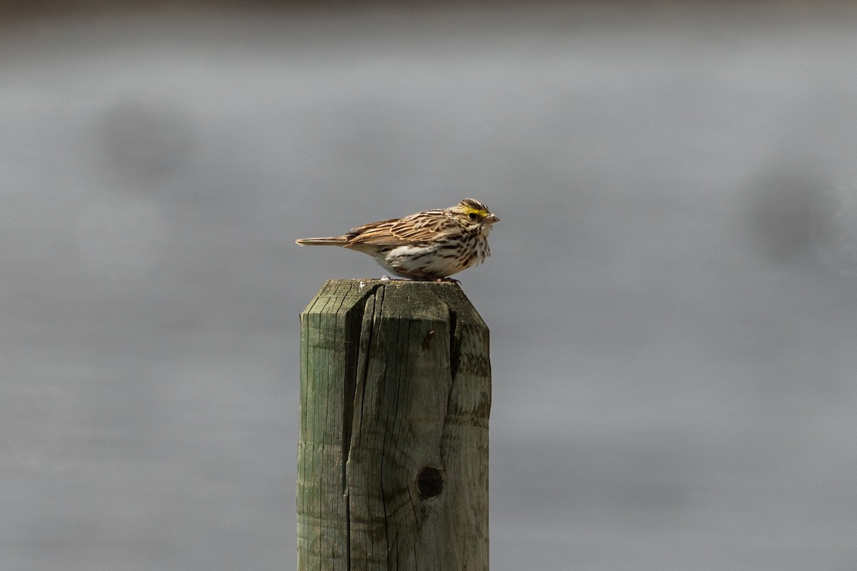 Savannah Sparrow - ML619318291