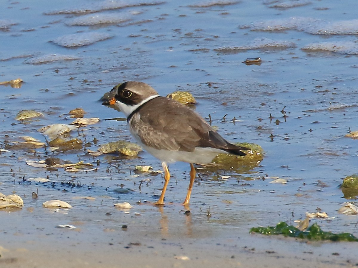 Semipalmated Plover - ML619318381