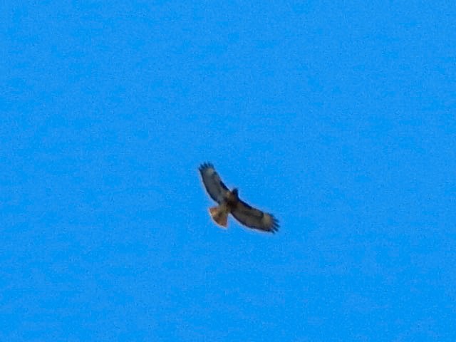 Red-tailed Hawk - ML619318382