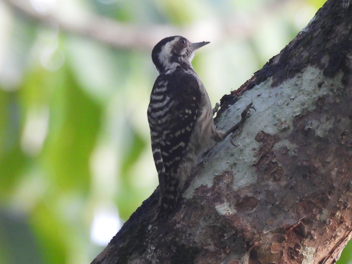 Gray-capped Pygmy Woodpecker - ML619318400