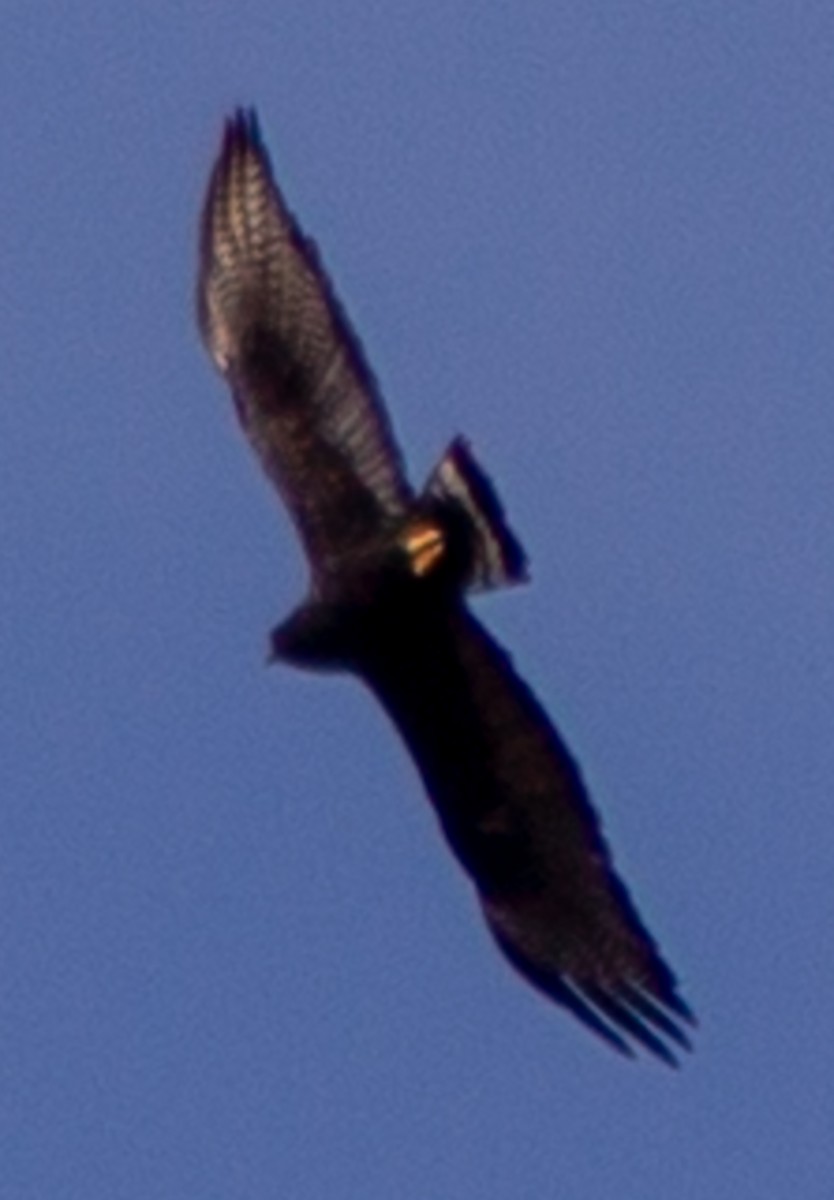 Zone-tailed Hawk - ML619318417