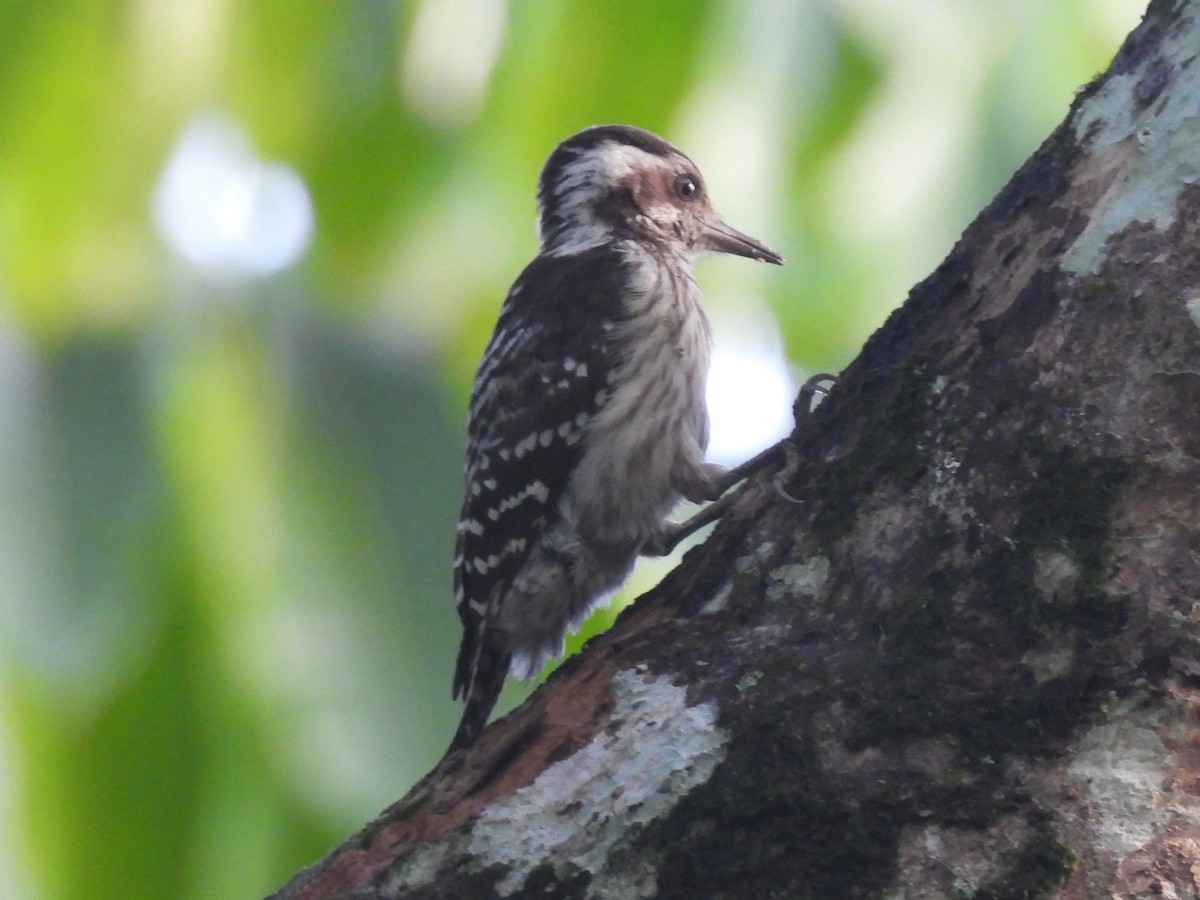 Gray-capped Pygmy Woodpecker - ML619318418