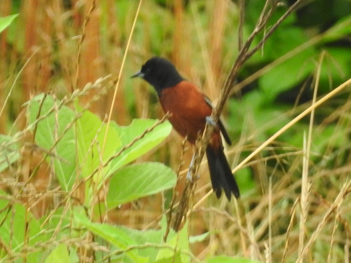 Orchard Oriole - ML619318440