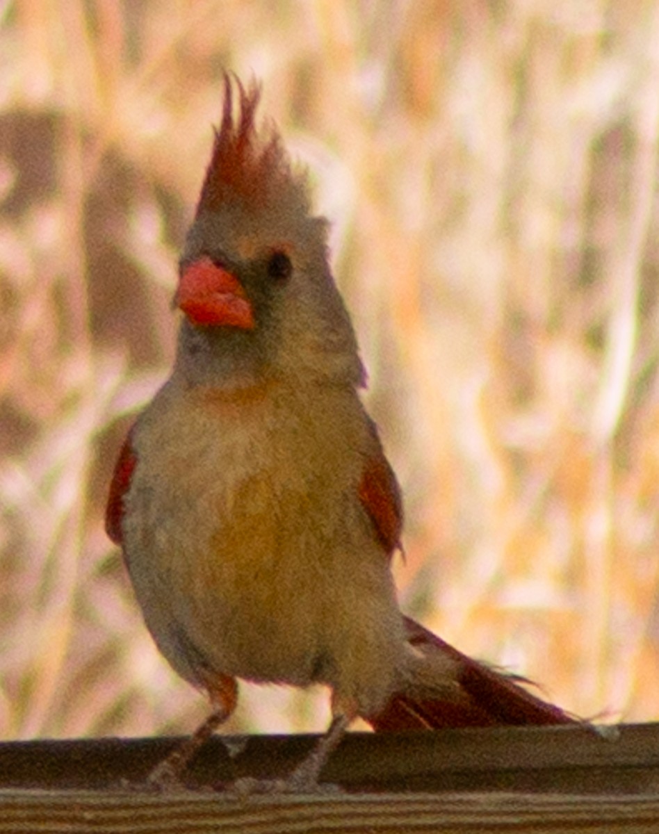 Northern Cardinal (Common) - ML619318476