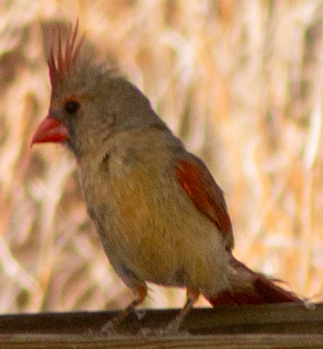 Northern Cardinal (Common) - ML619318477
