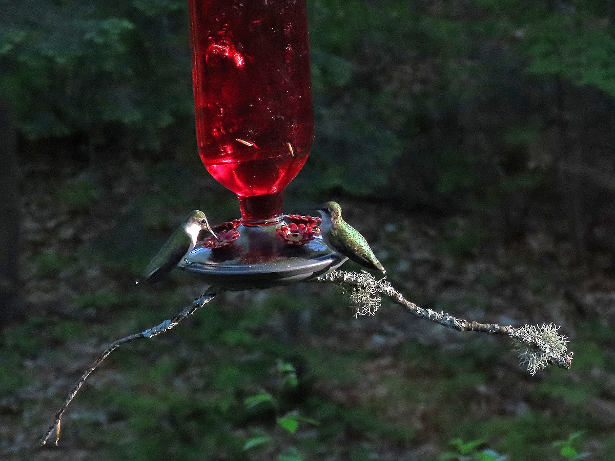 Ruby-throated Hummingbird - ML619318489