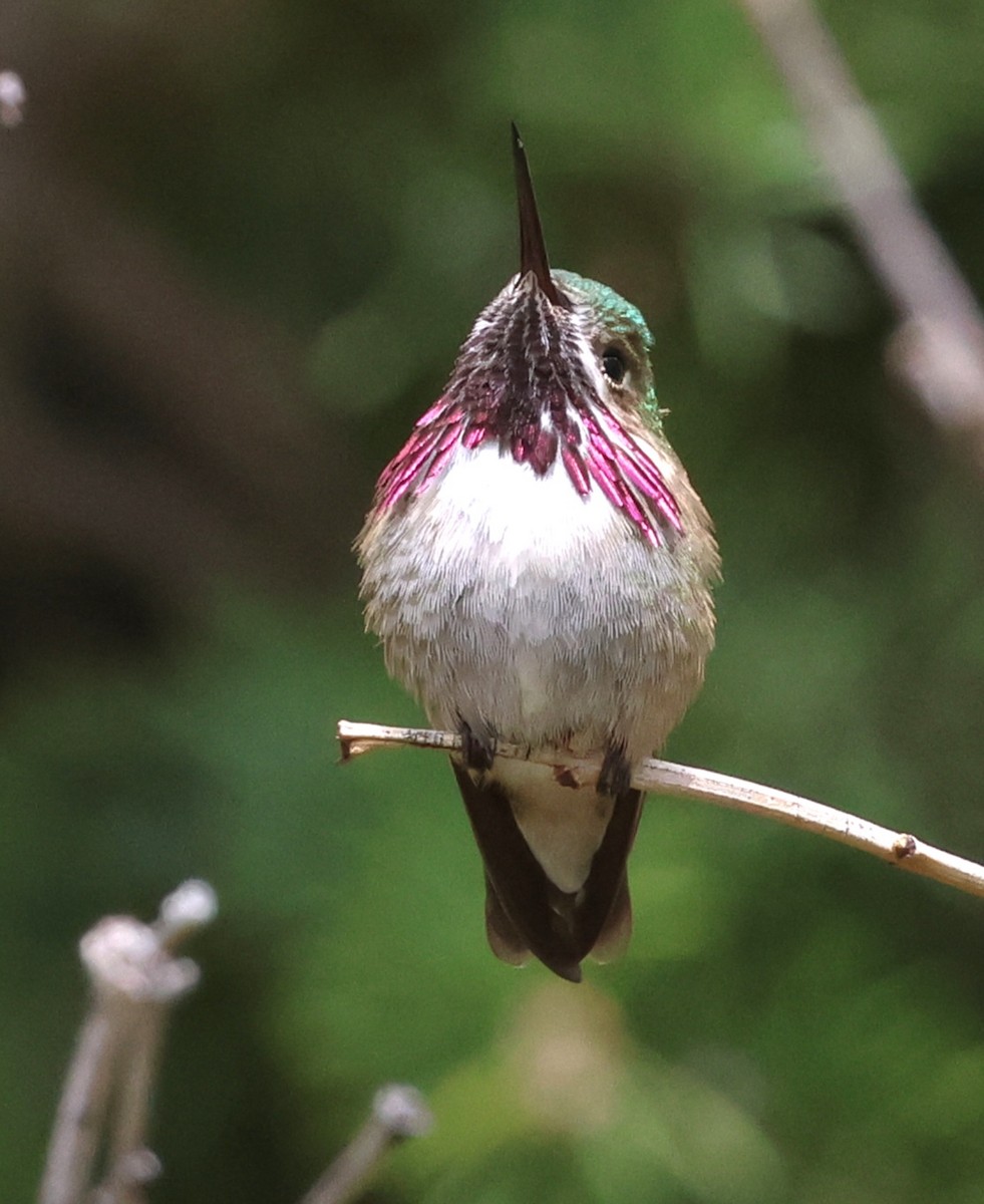 Calliope Hummingbird - ML619318512