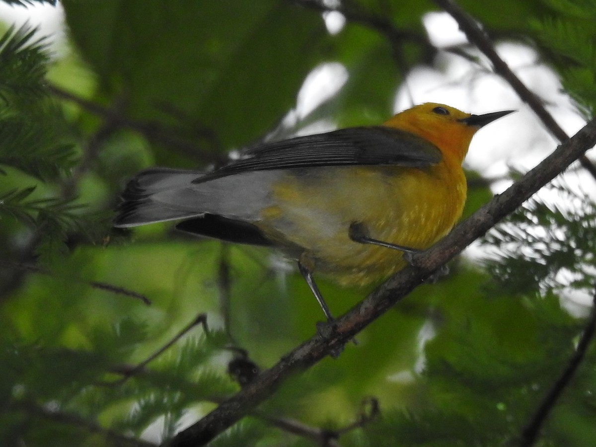 Prothonotary Warbler - ML619318561
