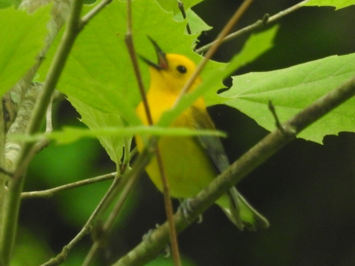 Prothonotary Warbler - ML619318562