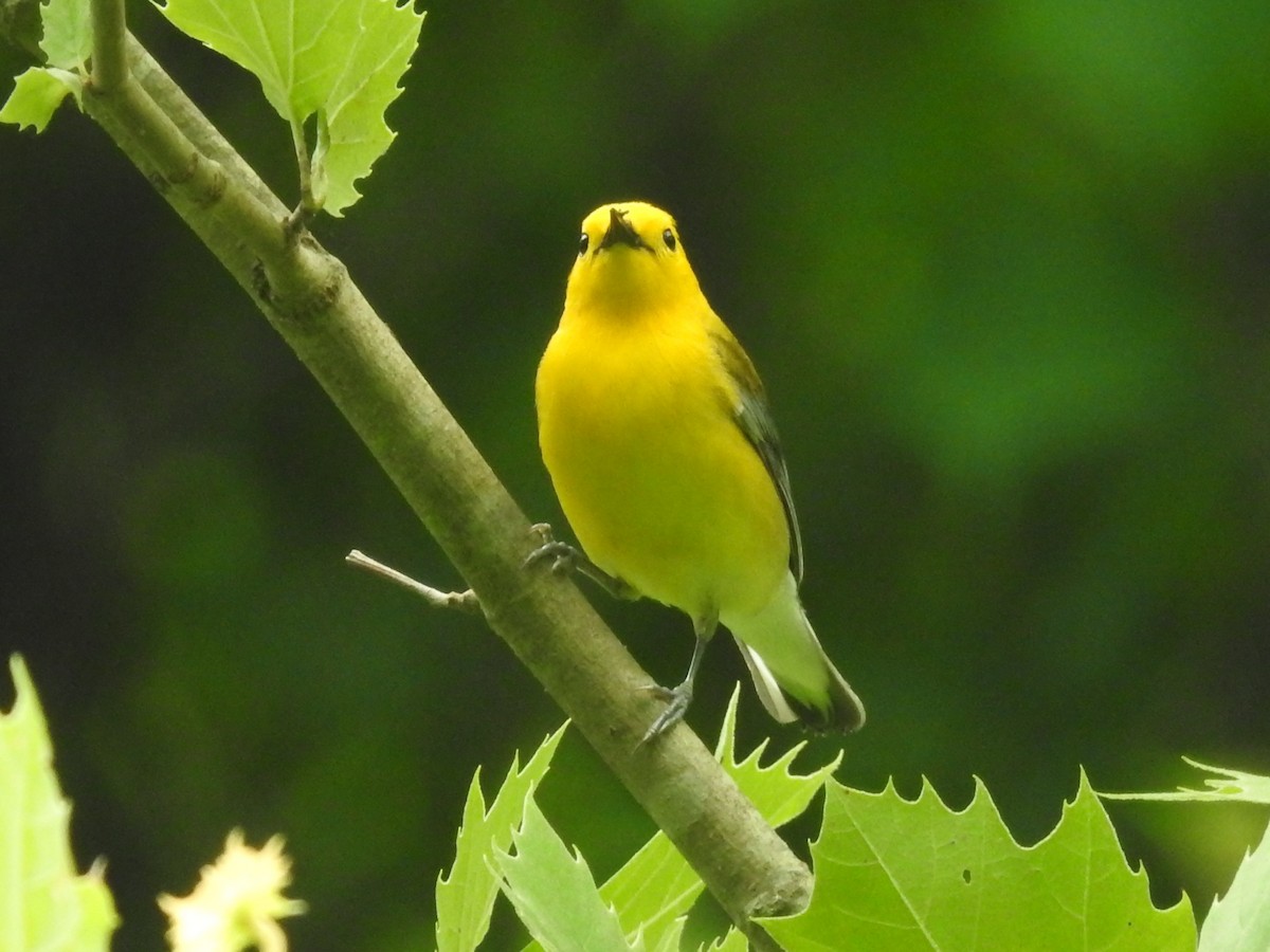Prothonotary Warbler - ML619318563