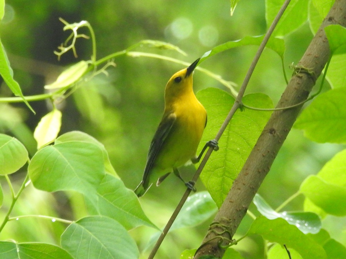 Prothonotary Warbler - ML619318564