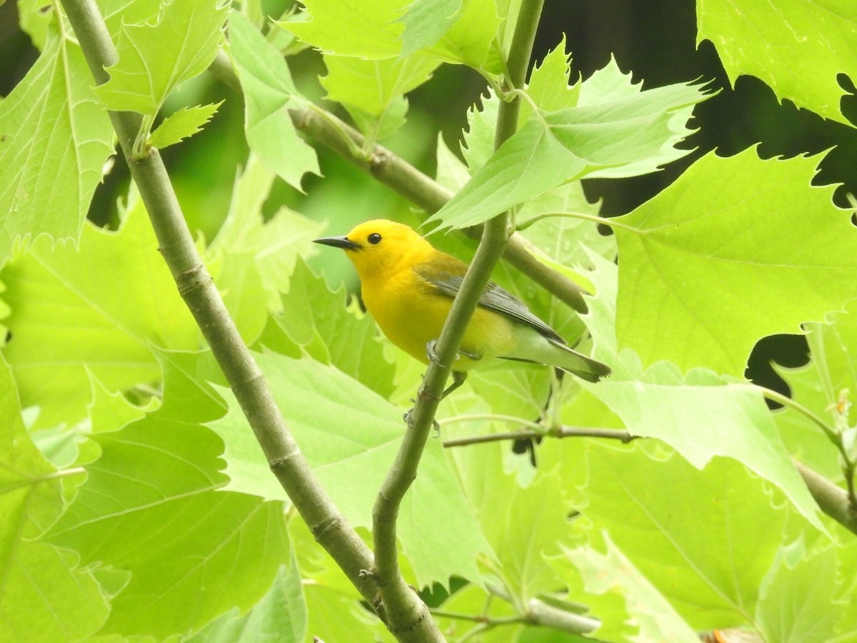 Prothonotary Warbler - ML619318565