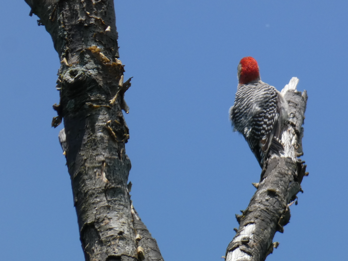 Red-bellied Woodpecker - ML619318582