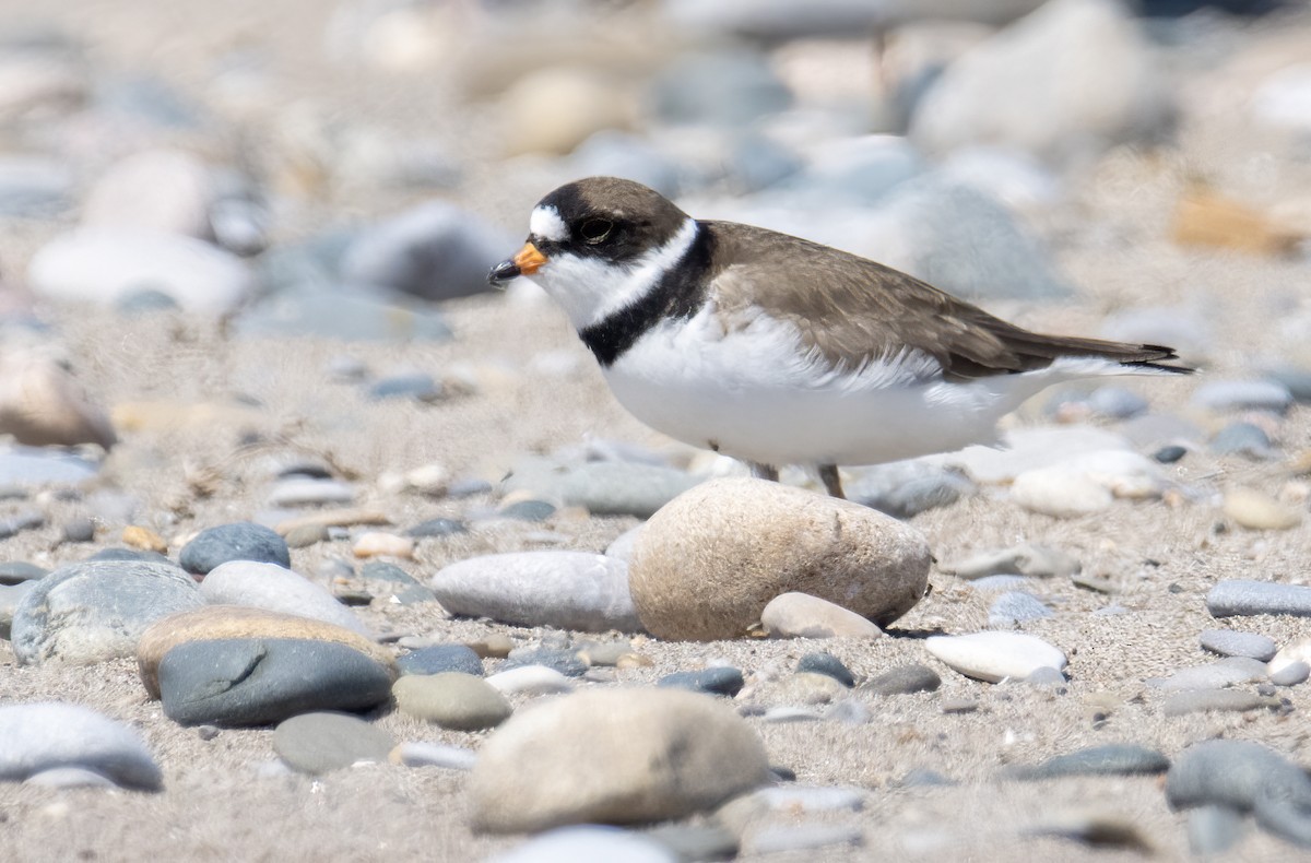 Semipalmated Plover - ML619318600