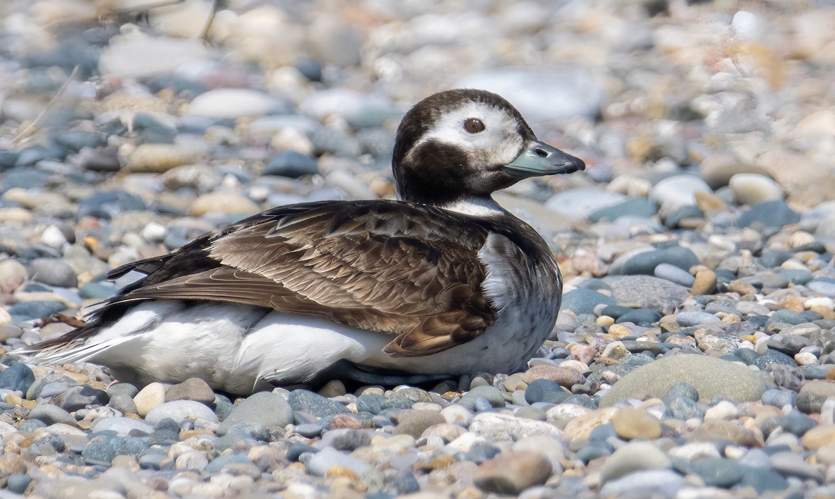 Long-tailed Duck - ML619318631