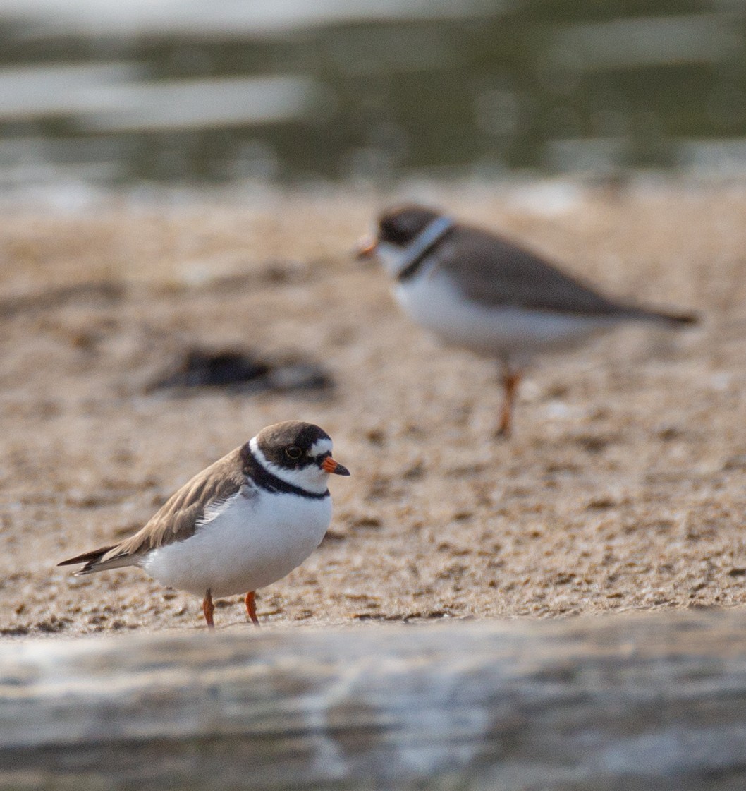 Semipalmated Plover - ML619318636