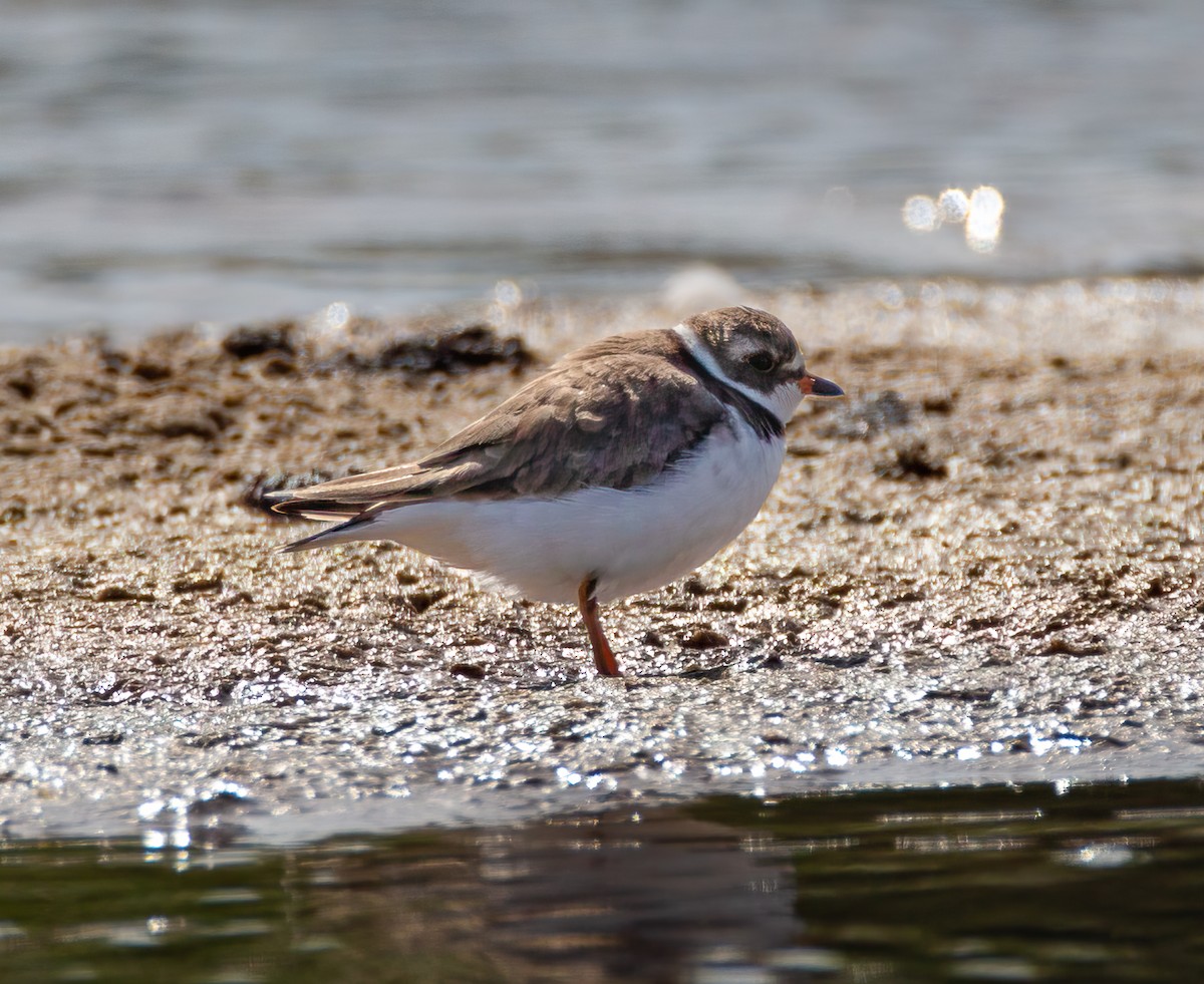 Semipalmated Plover - ML619318641