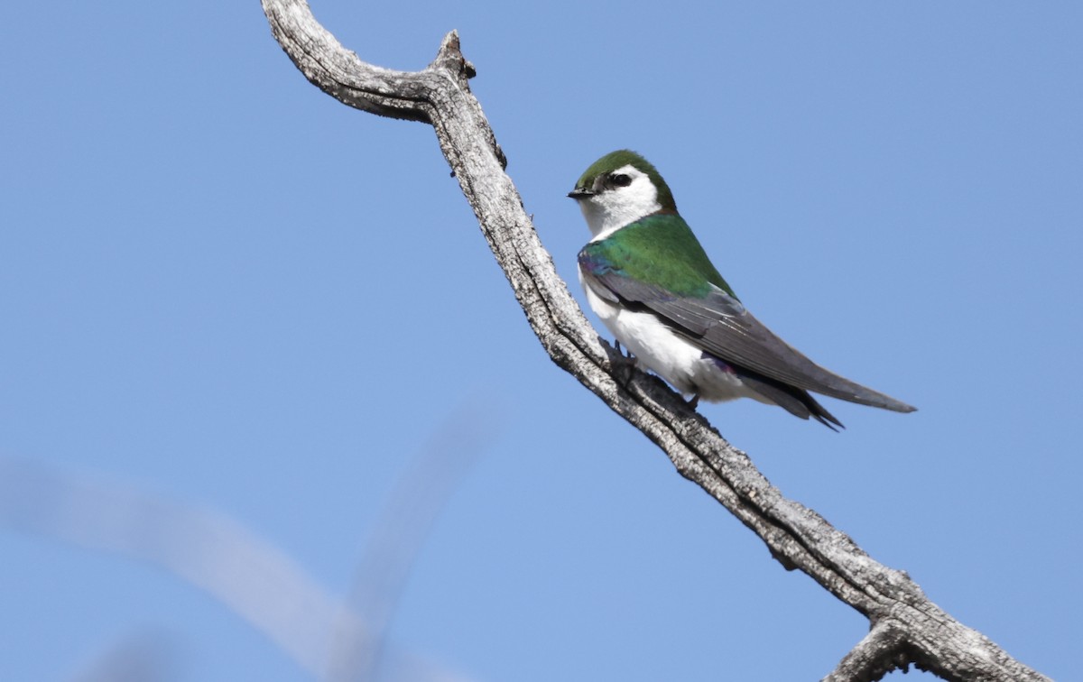 Violet-green Swallow - ML619318757
