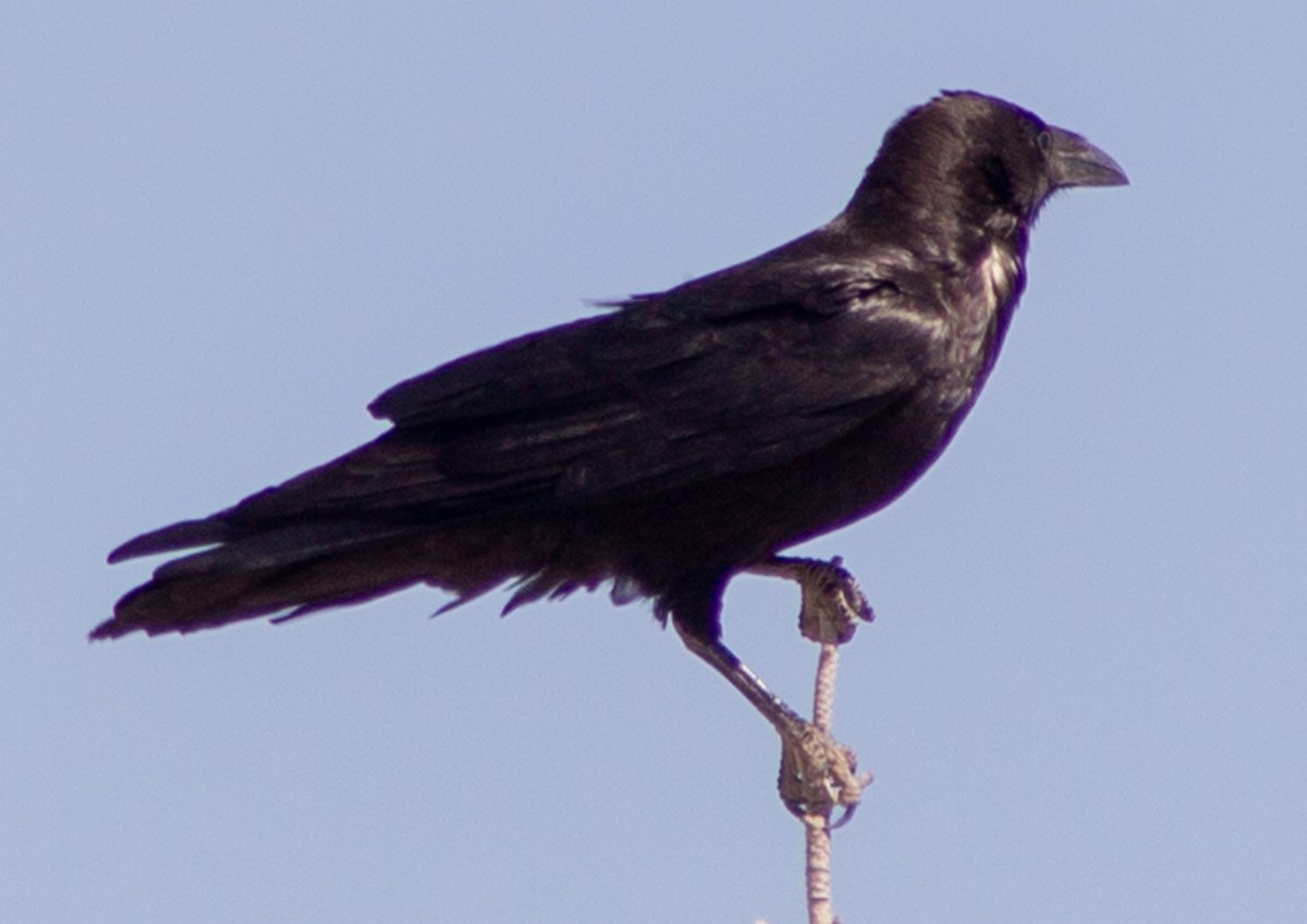 Chihuahuan Raven - ML619318758