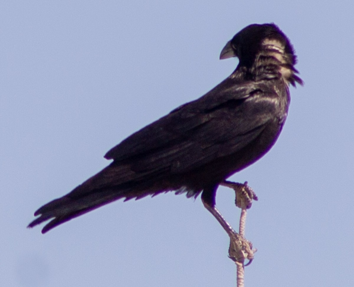 Chihuahuan Raven - ML619318759