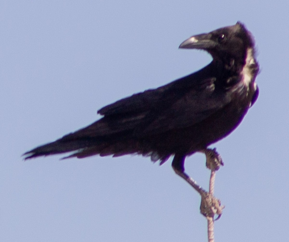 Chihuahuan Raven - ML619318760