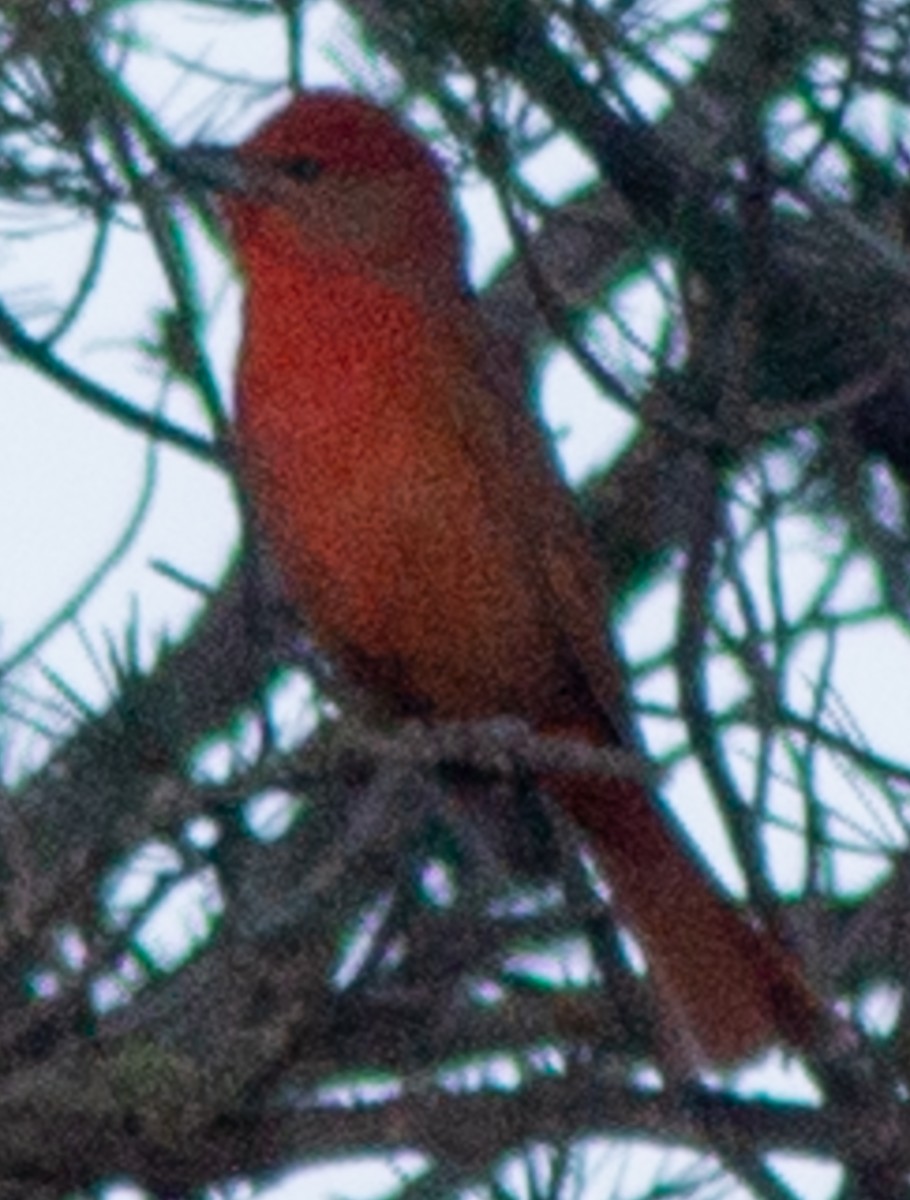 Hepatic Tanager (Northern) - ML619318794