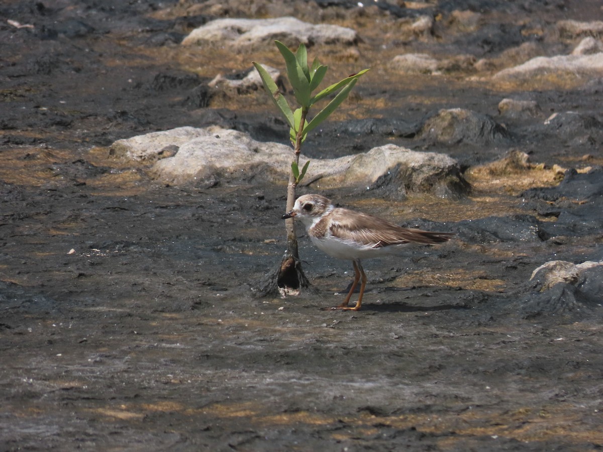 Semipalmated Plover - ML619318798