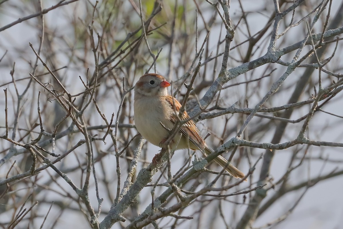 Field Sparrow - ML619318802