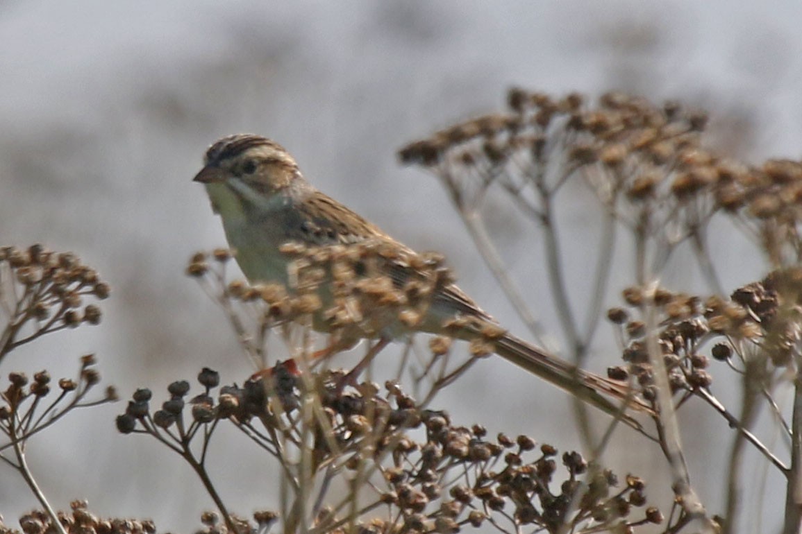 Clay-colored Sparrow - ML619318861