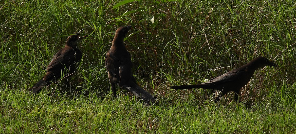 Great-tailed Grackle - ML619318873