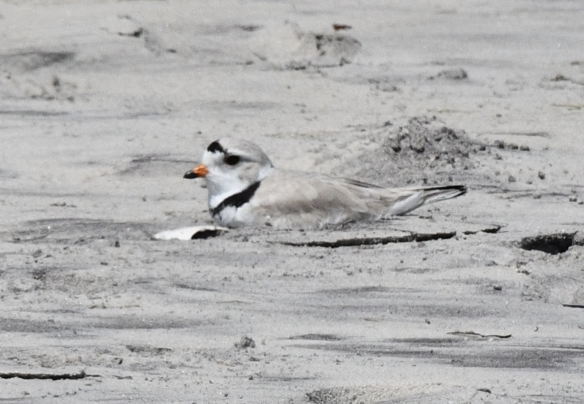 Piping Plover - ML619318885