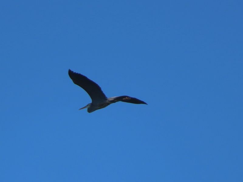 Great Blue Heron (Great Blue) - ML619318888
