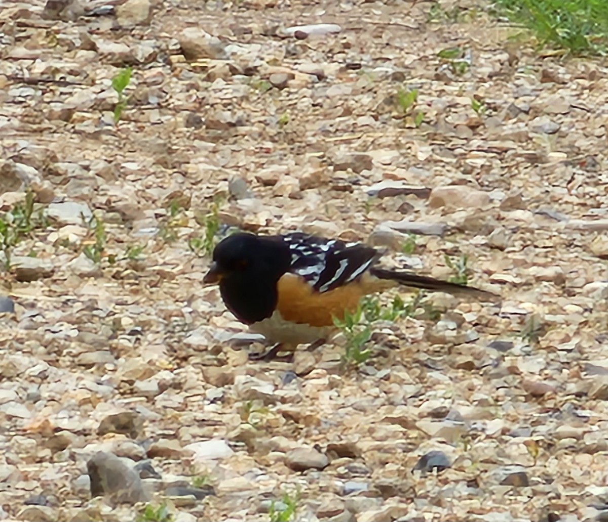 Spotted Towhee - ML619318925