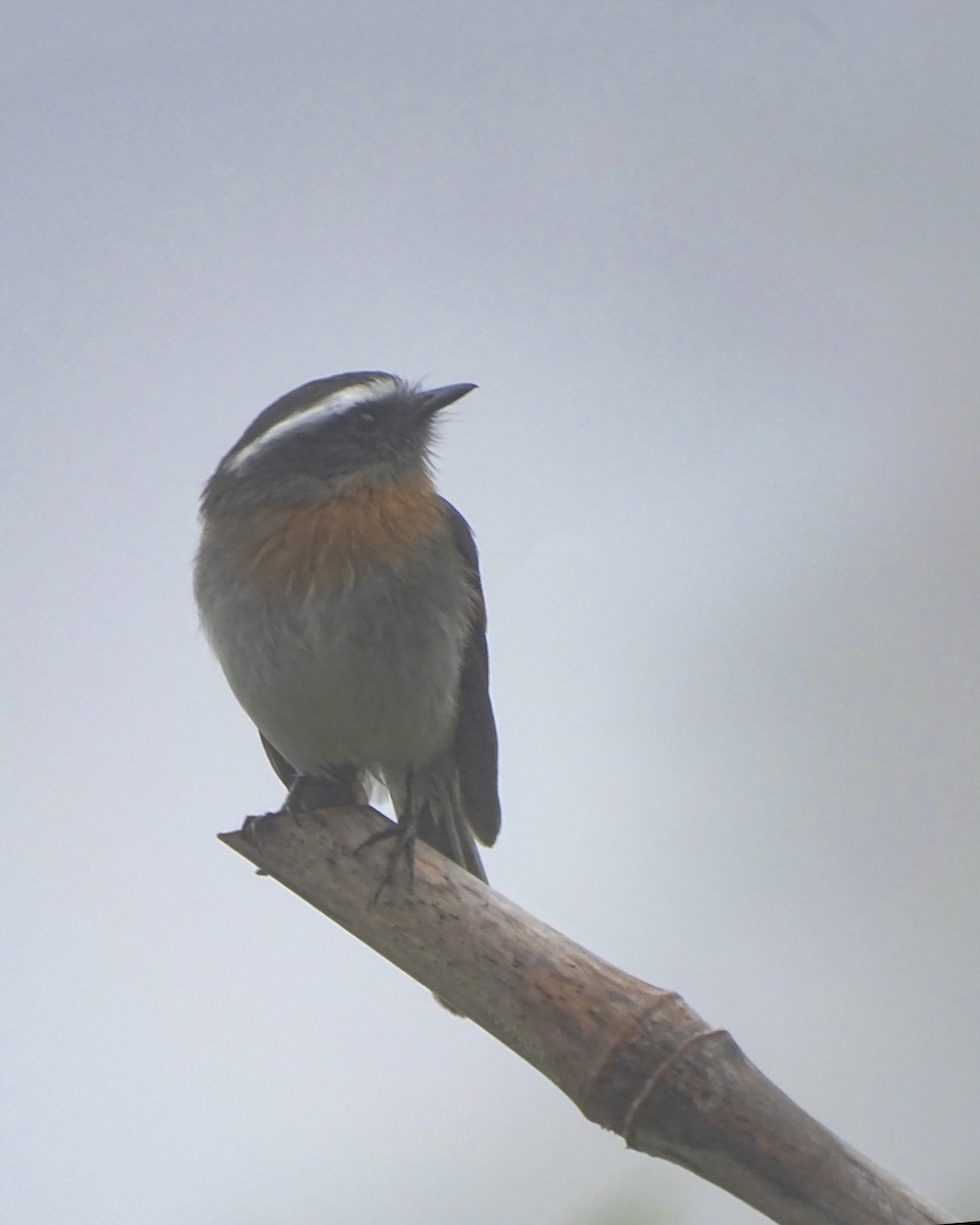 Rufous-breasted Chat-Tyrant - ML619318928