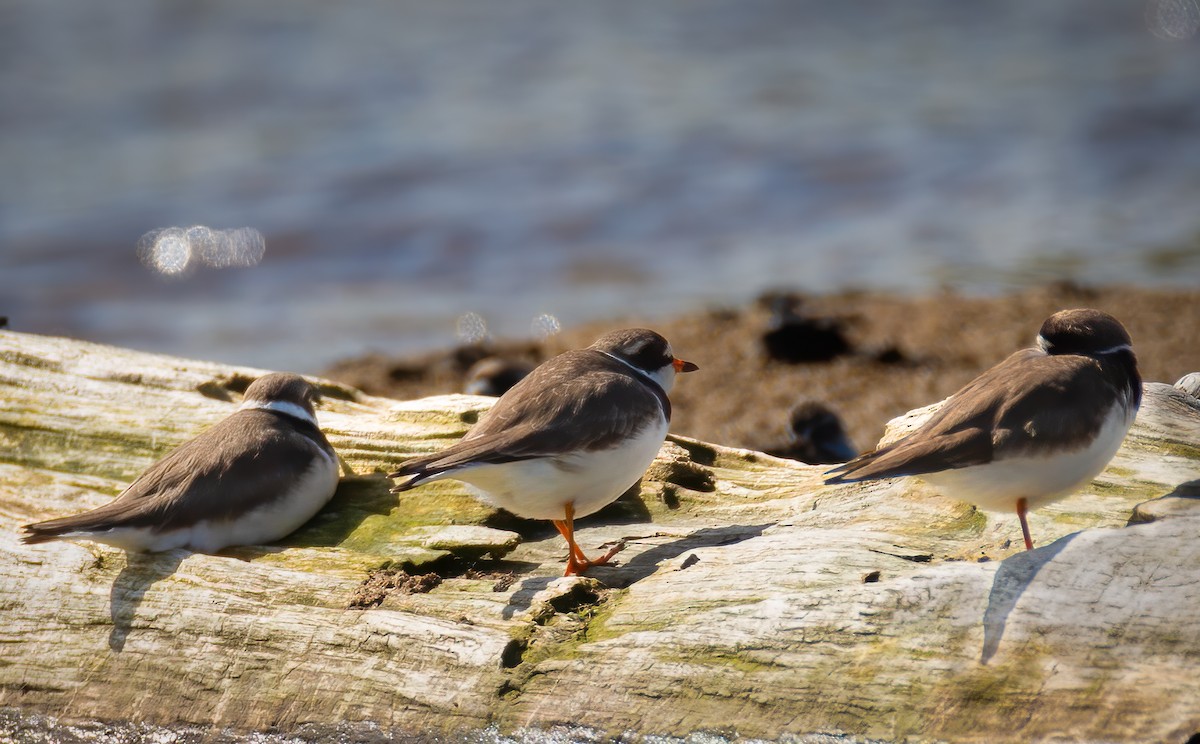Semipalmated Plover - ML619318930