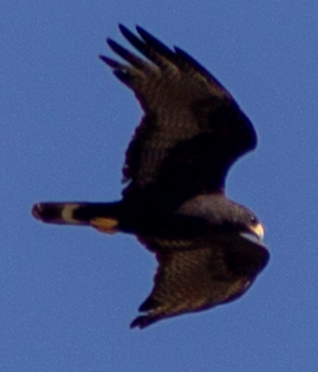Zone-tailed Hawk - ML619318939