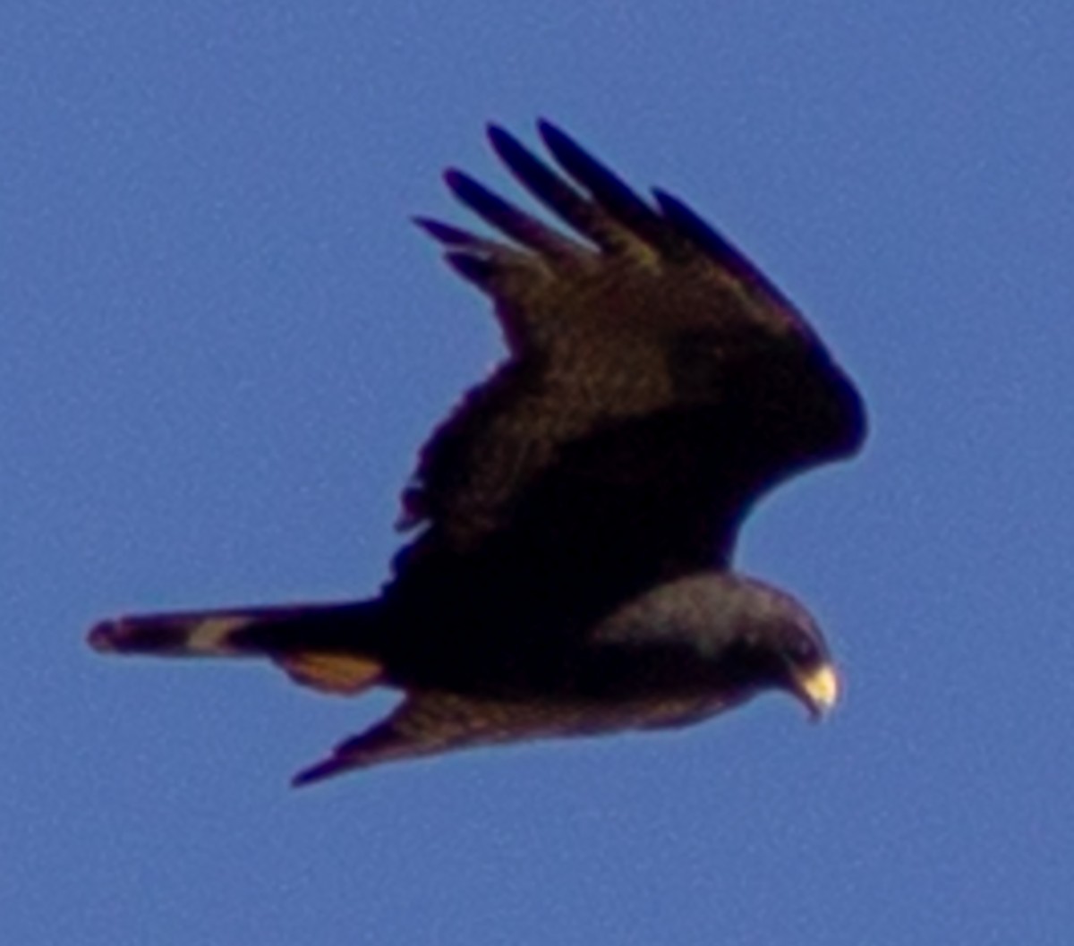 Zone-tailed Hawk - ML619318940