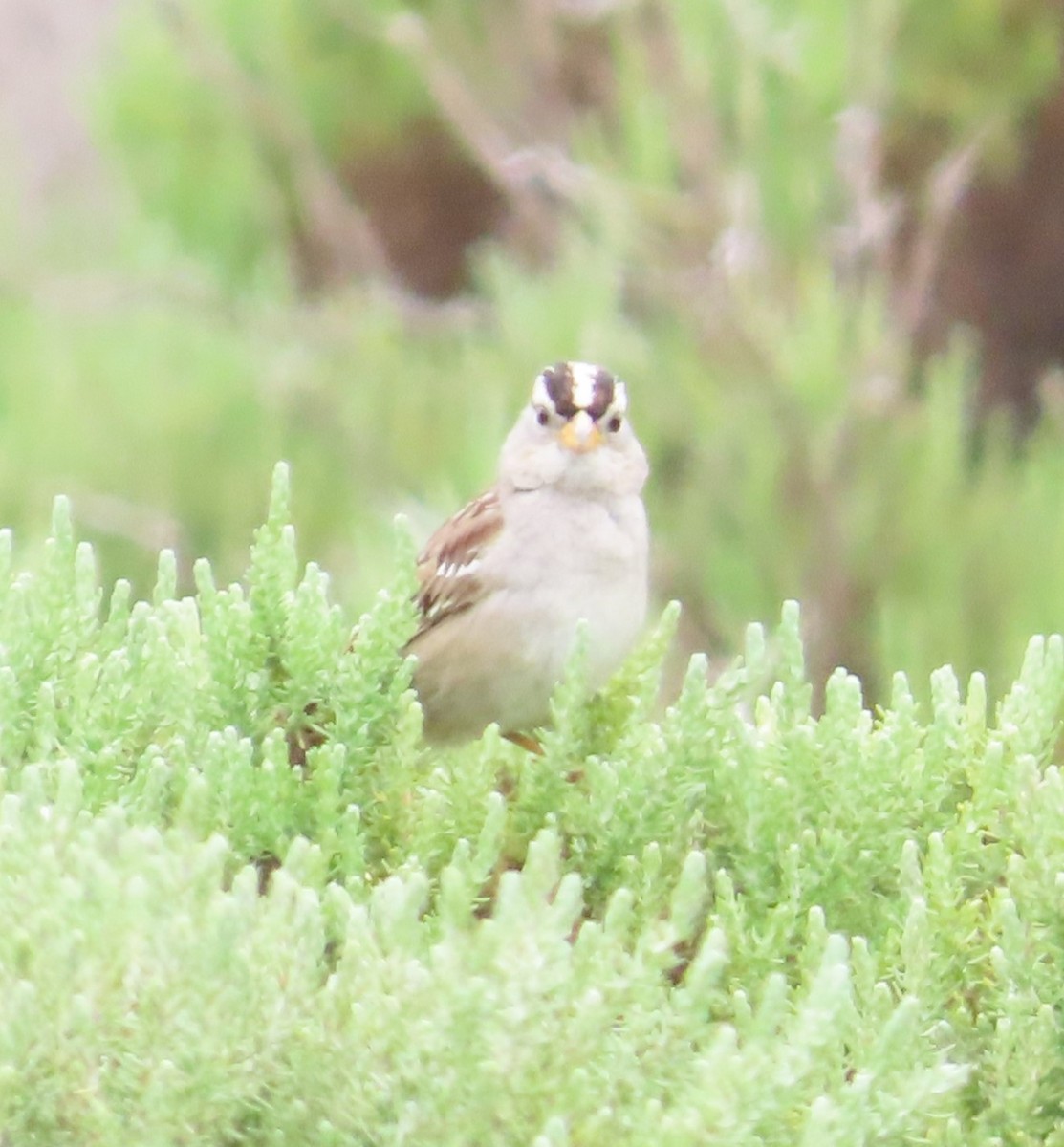 White-crowned Sparrow - ML619318942