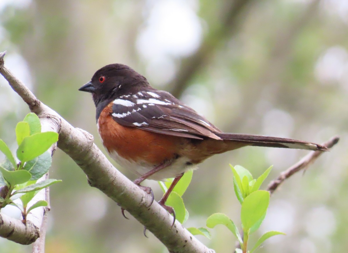 Spotted Towhee - ML619318957